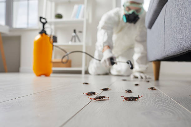 Post-Treatment Bed Bug Interceptor Monitoring in Versailles